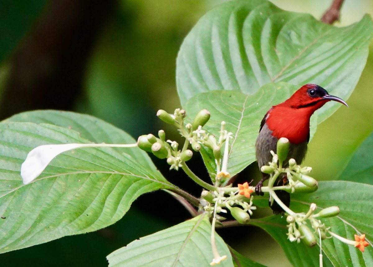 Crimson Sunbird - ML637079689