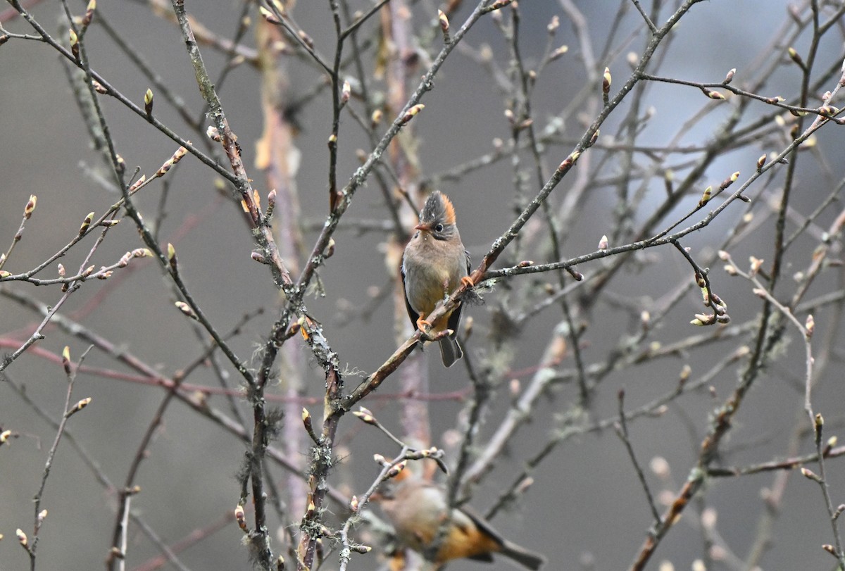 Rufous-vented Yuhina - ML637079805