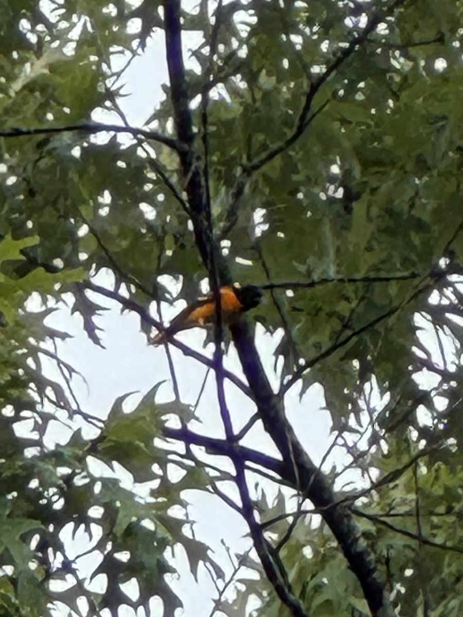 Oriole de Baltimore - ML637079806