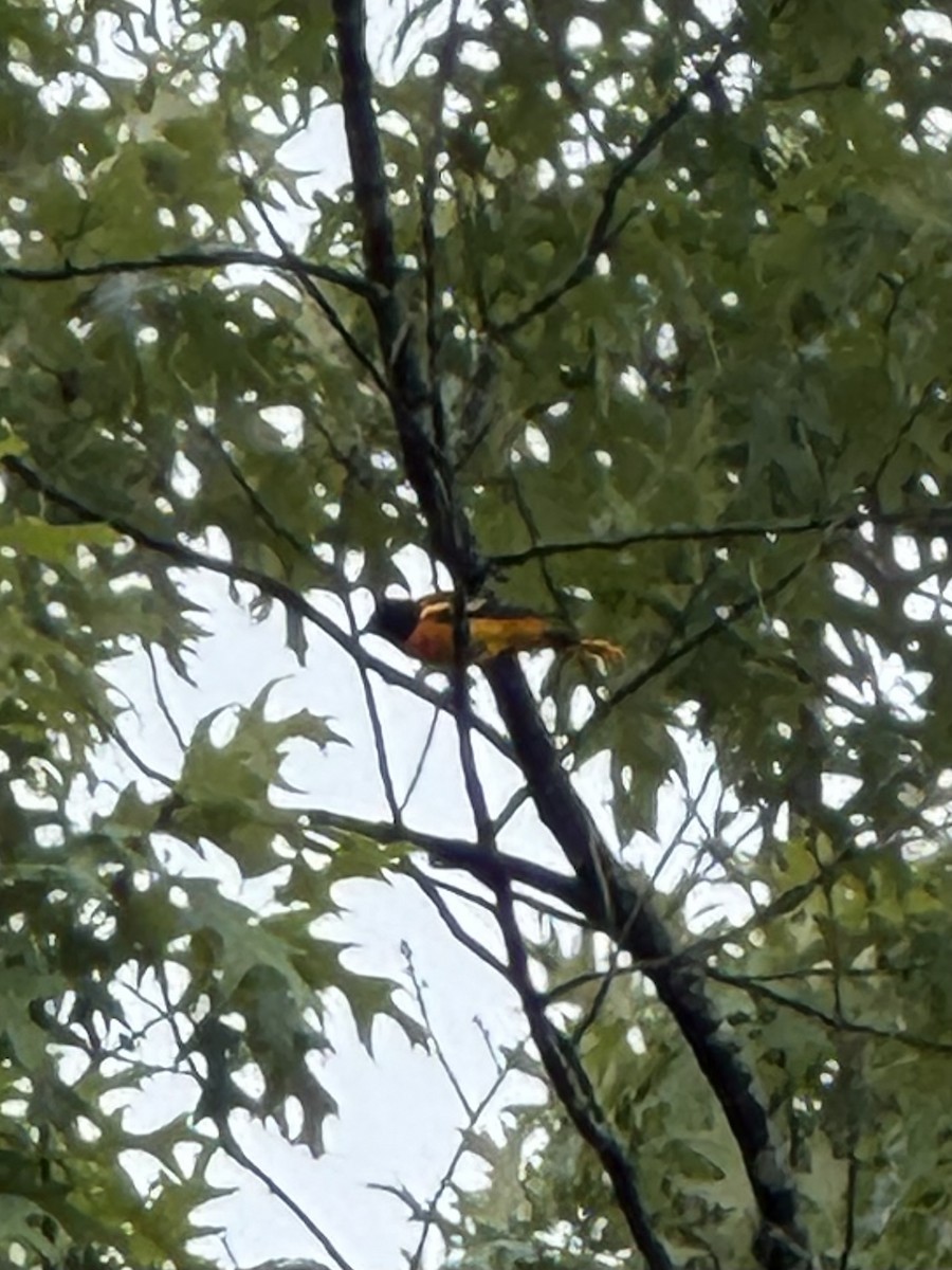 Oriole de Baltimore - ML637079808