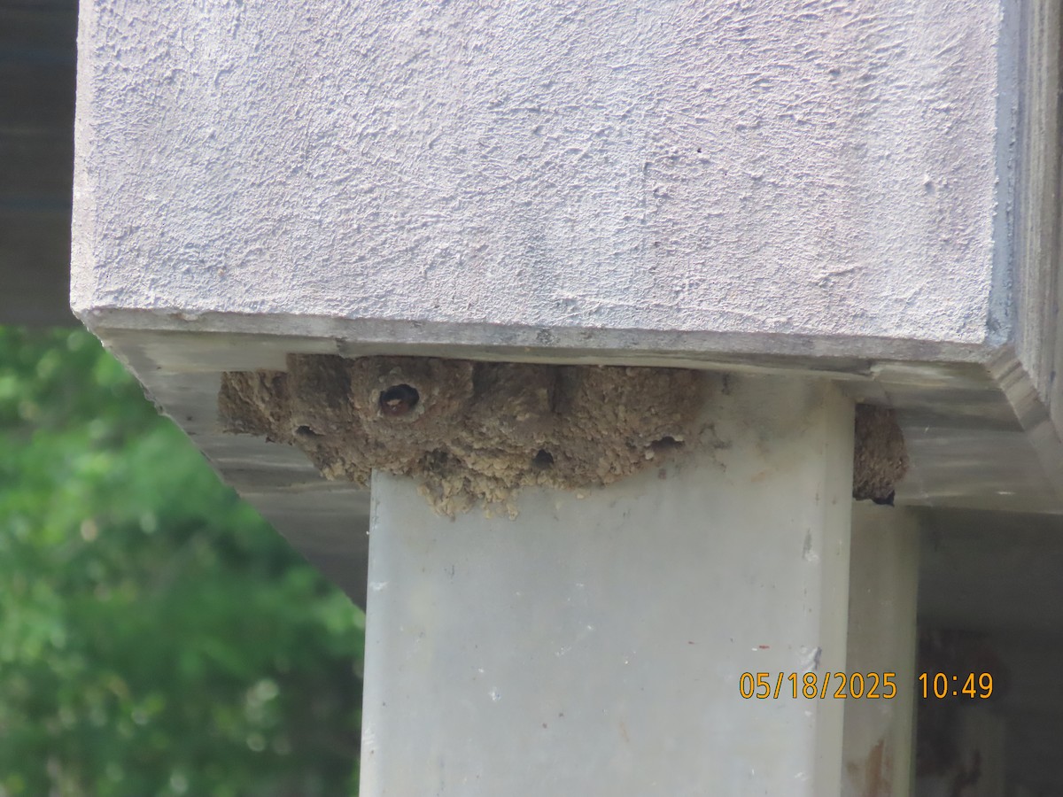 Cliff Swallow - ML637079975