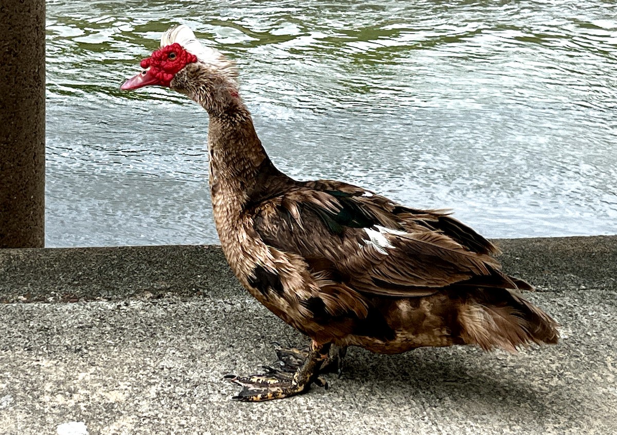 Muscovy Duck (Domestic type) - ML637080007