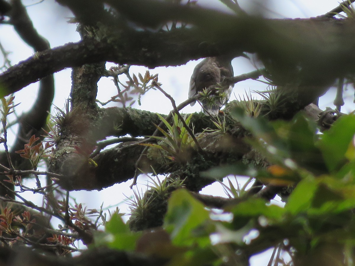 Aztec Thrush - ML637080012