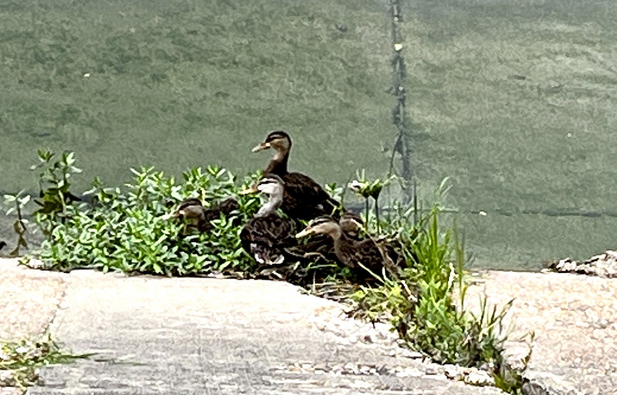 Mottled Duck - ML637080017
