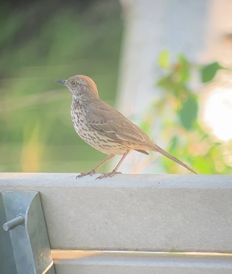 Sage Thrasher - ML637080025