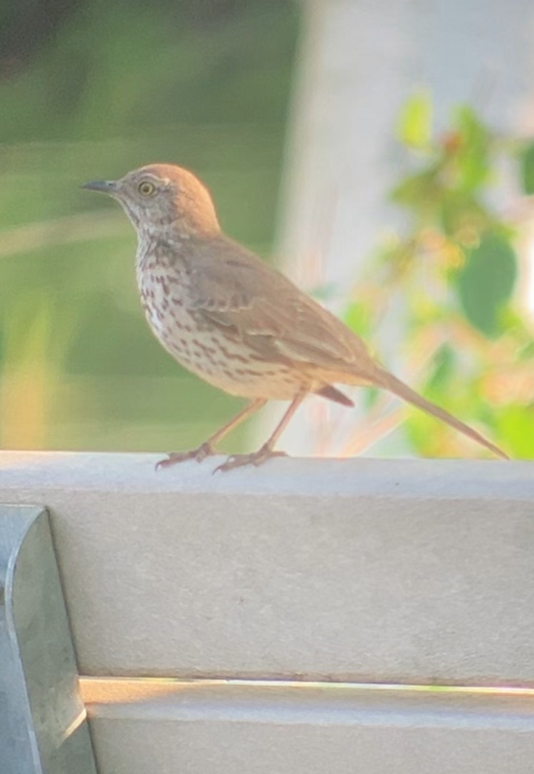 Sage Thrasher - ML637080026