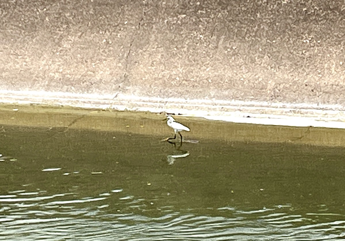 Snowy Egret - ML637080027