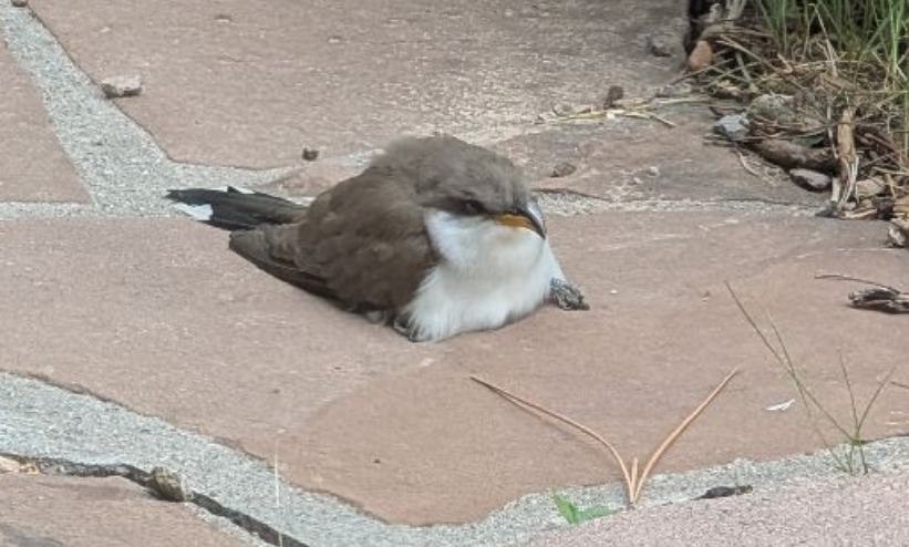 Yellow-billed Cuckoo - ML637080030