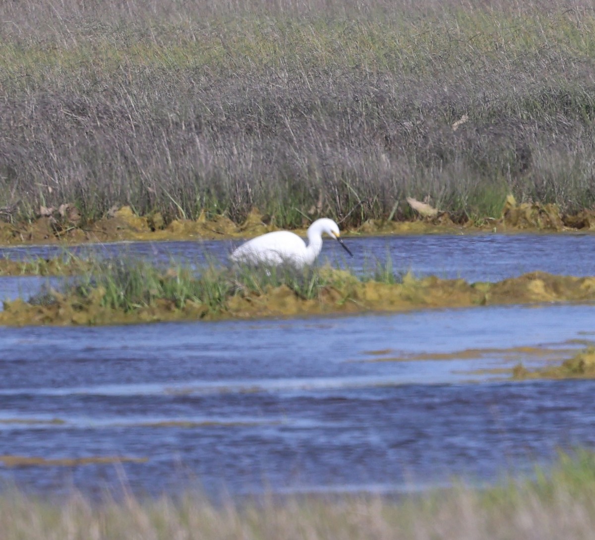 Snowy Egret - ML637080045