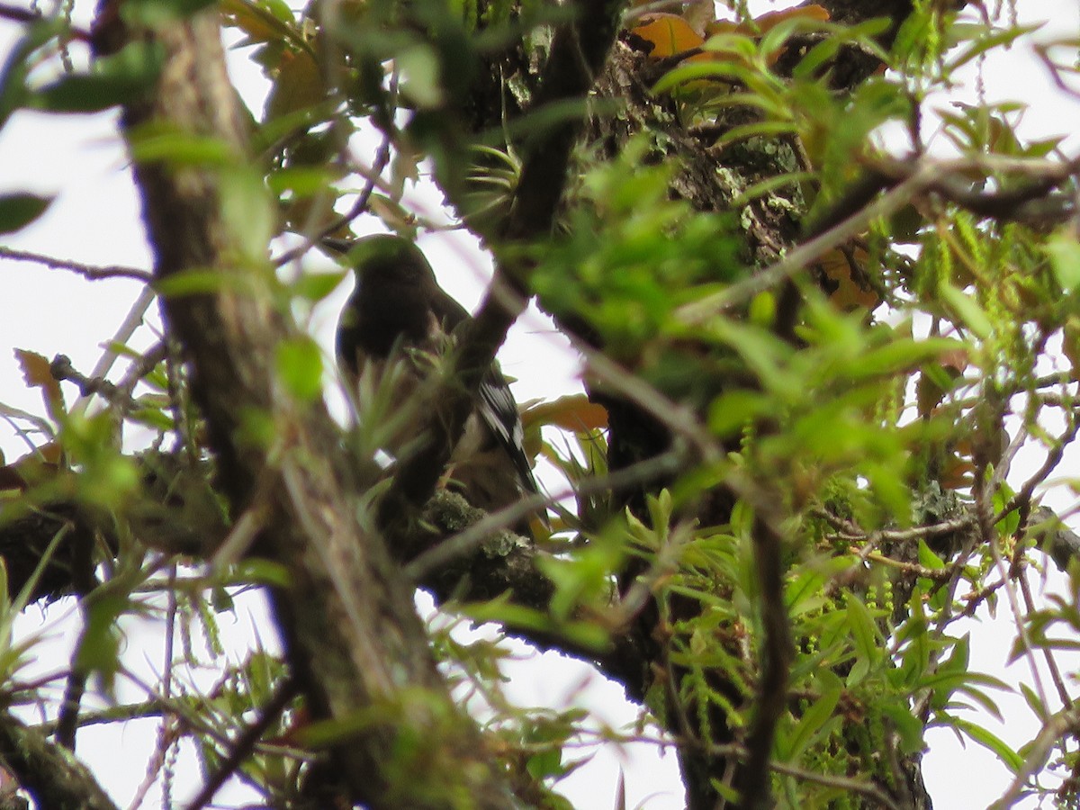Aztec Thrush - ML637080052