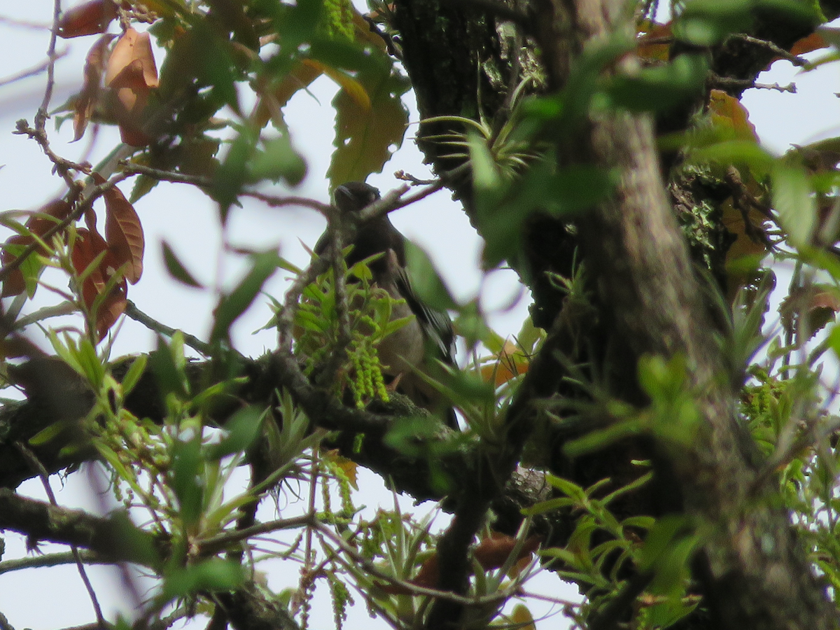 Aztec Thrush - ML637080078