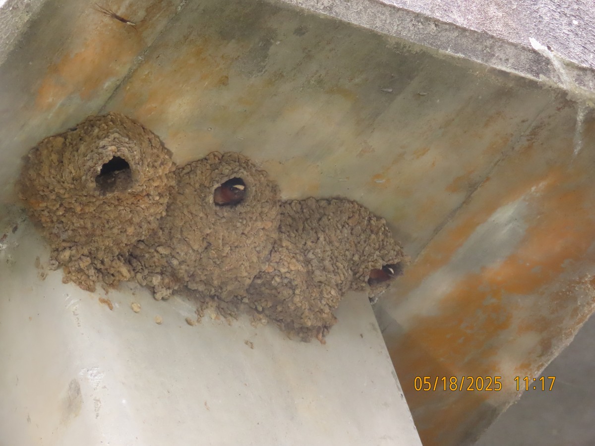 Cliff Swallow - ML637080097