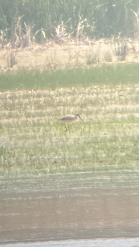 Marbled Godwit - ML637080098