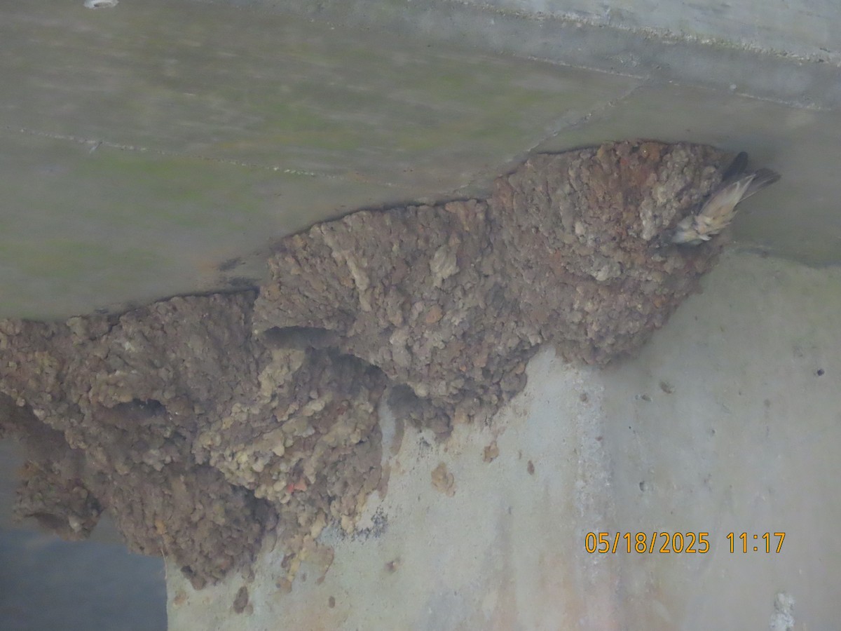 Cliff Swallow - ML637080107