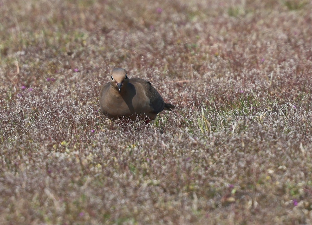 Mourning Dove - ML637080109