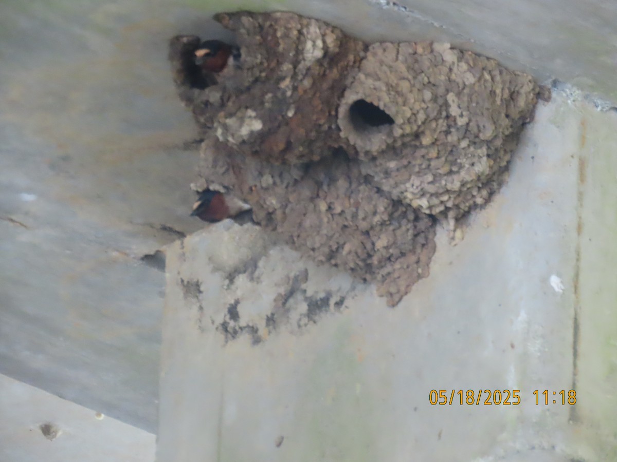 Cliff Swallow - ML637080122