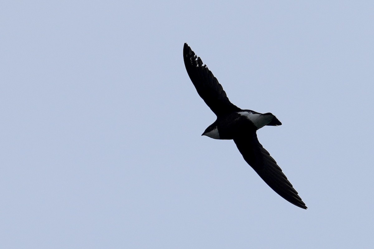 White-throated Needletail - ML637080191