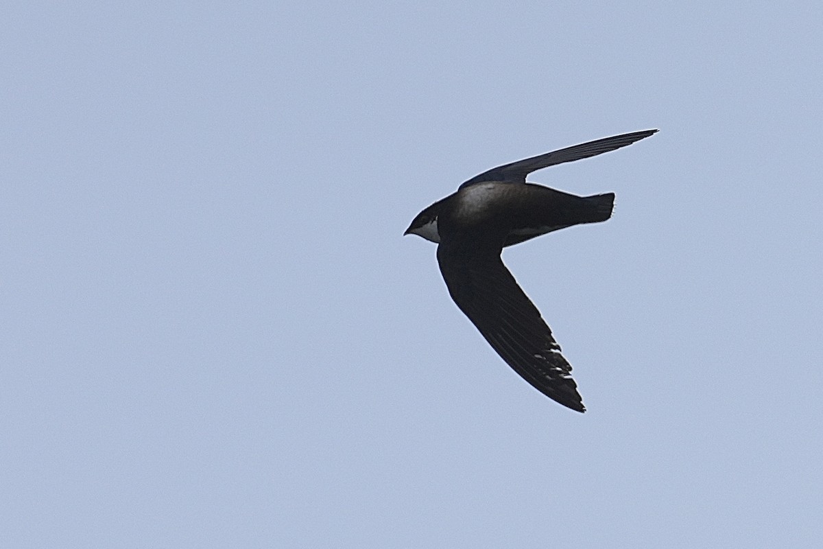 White-throated Needletail - ML637080192