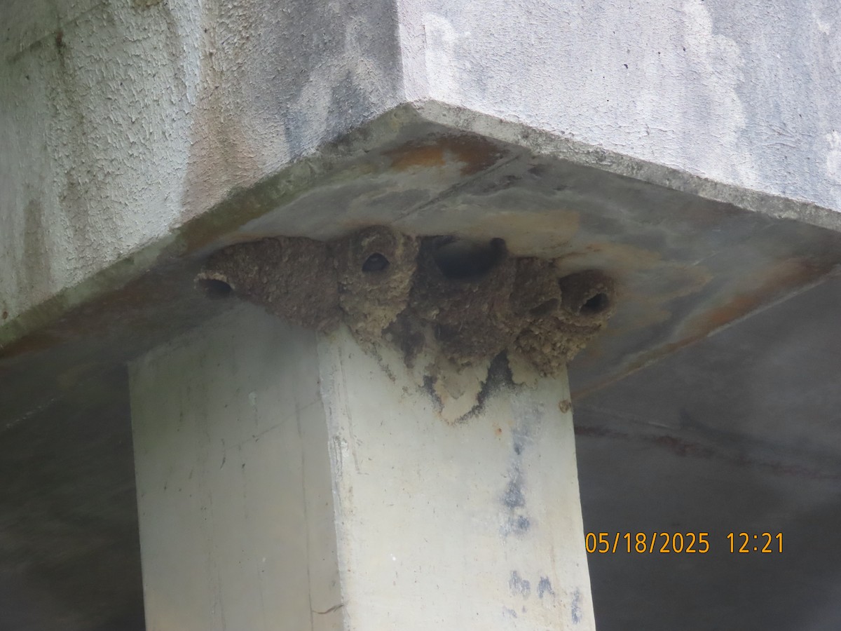 Cliff Swallow - ML637080201