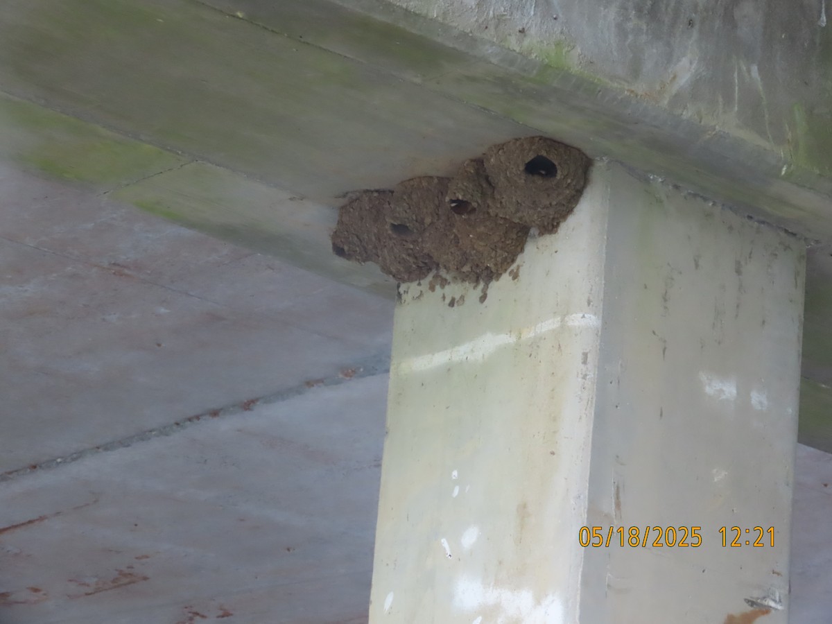 Cliff Swallow - ML637080224