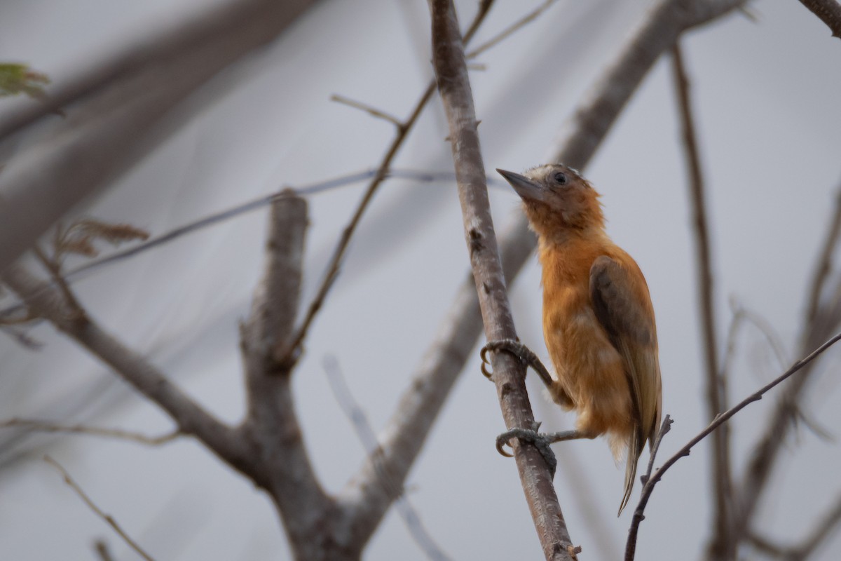 Chestnut Piculet - ML637080225