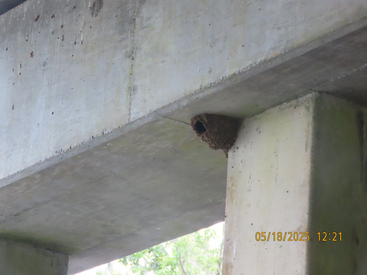 Cliff Swallow - ML637080239
