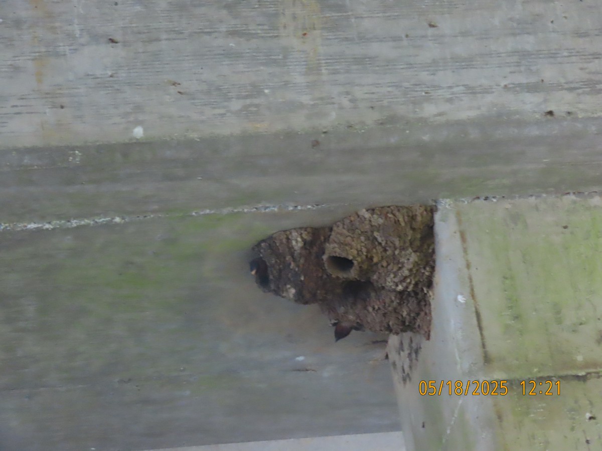 Cliff Swallow - ML637080252