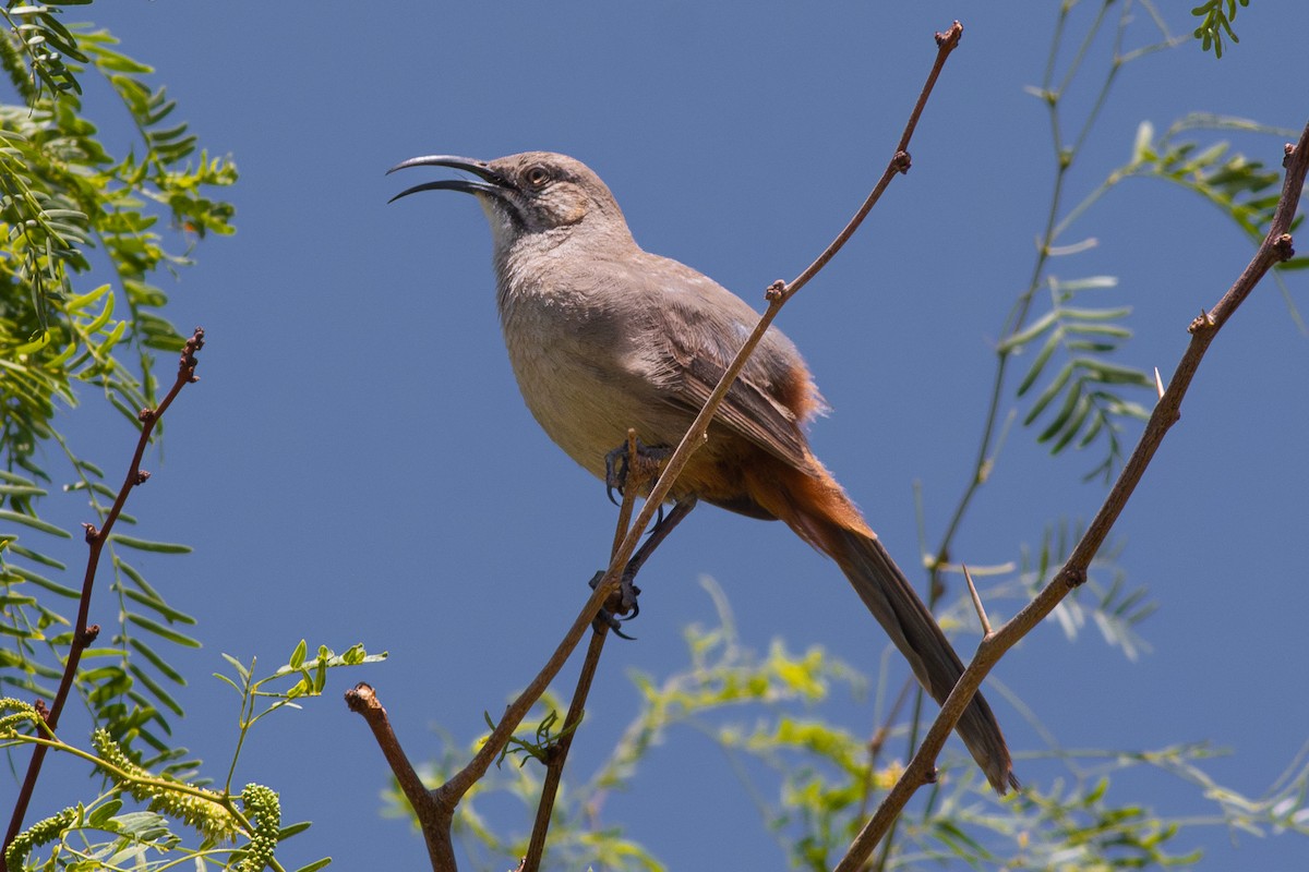 Crissal Thrasher - ML637080293