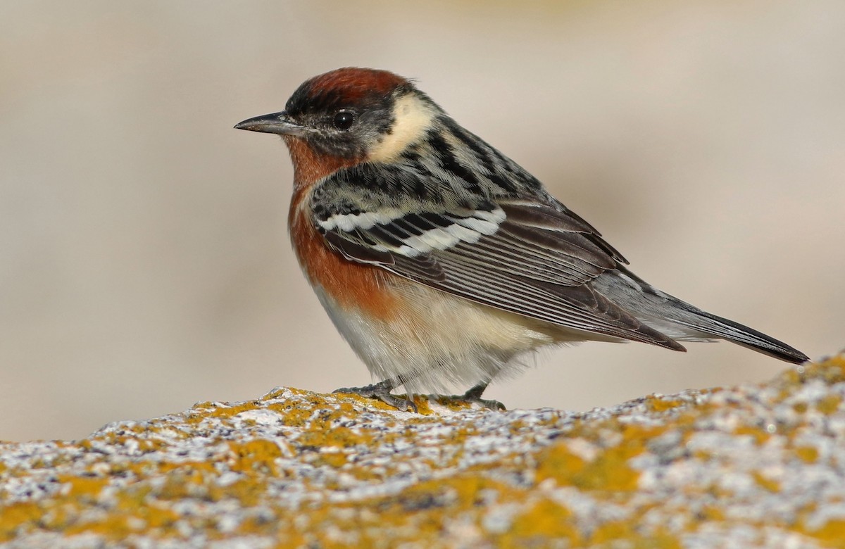 Bay-breasted Warbler - Keenan Yakola