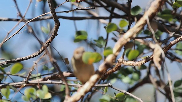Green-backed Camaroptera - ML637080320