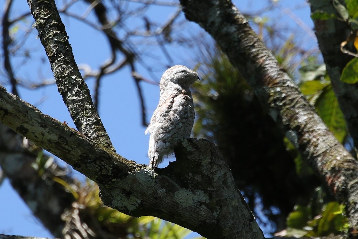 Great Potoo - ML637080347