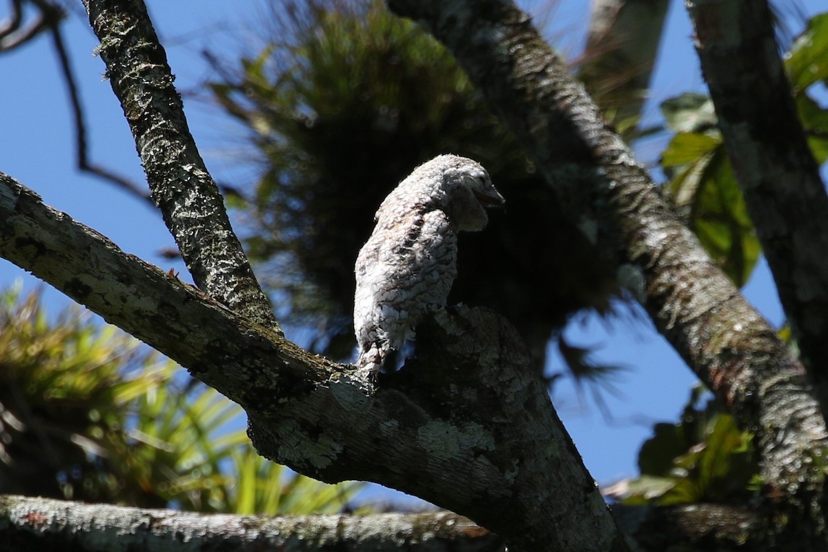 Great Potoo - ML637080348