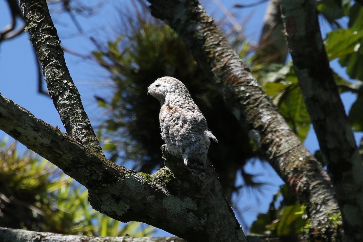 Great Potoo - ML637080349