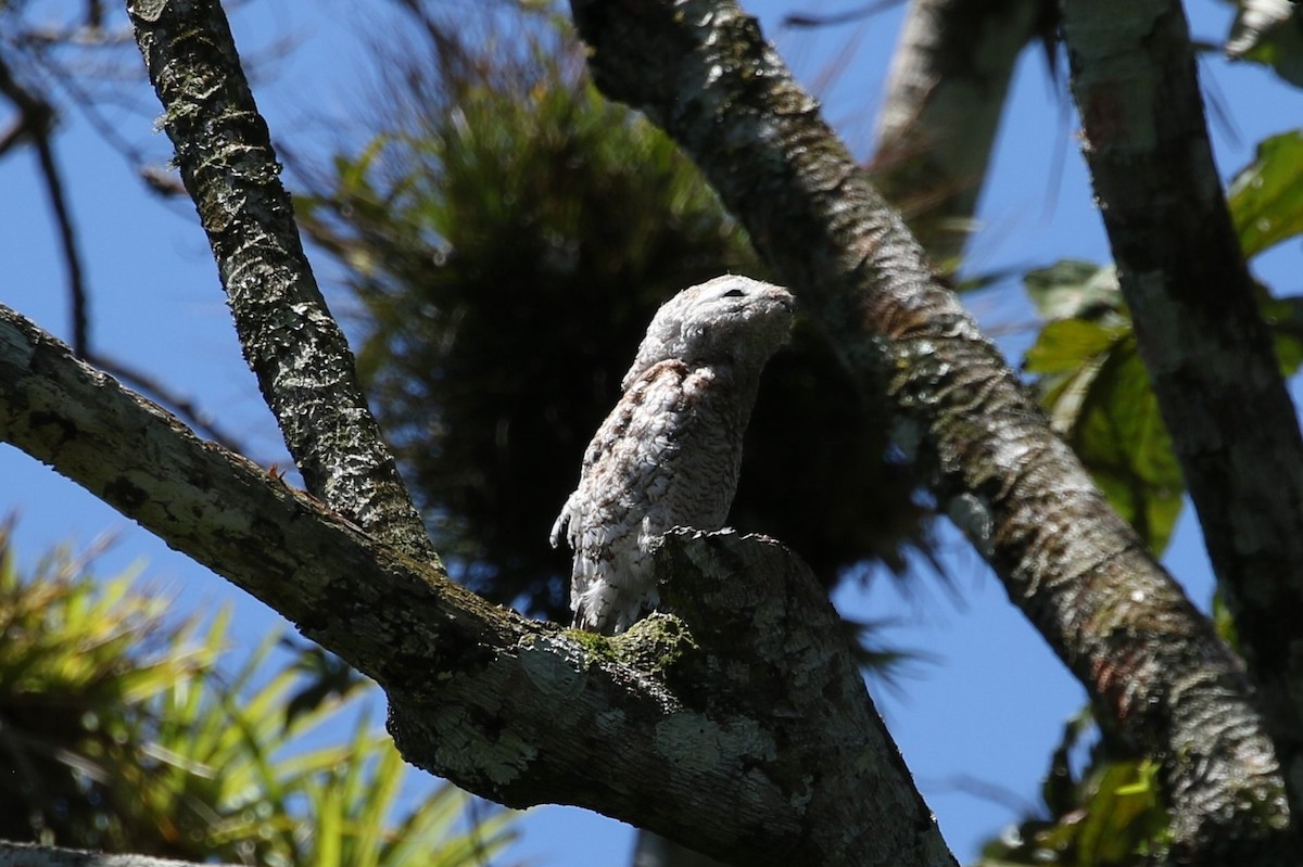 Great Potoo - ML637080350