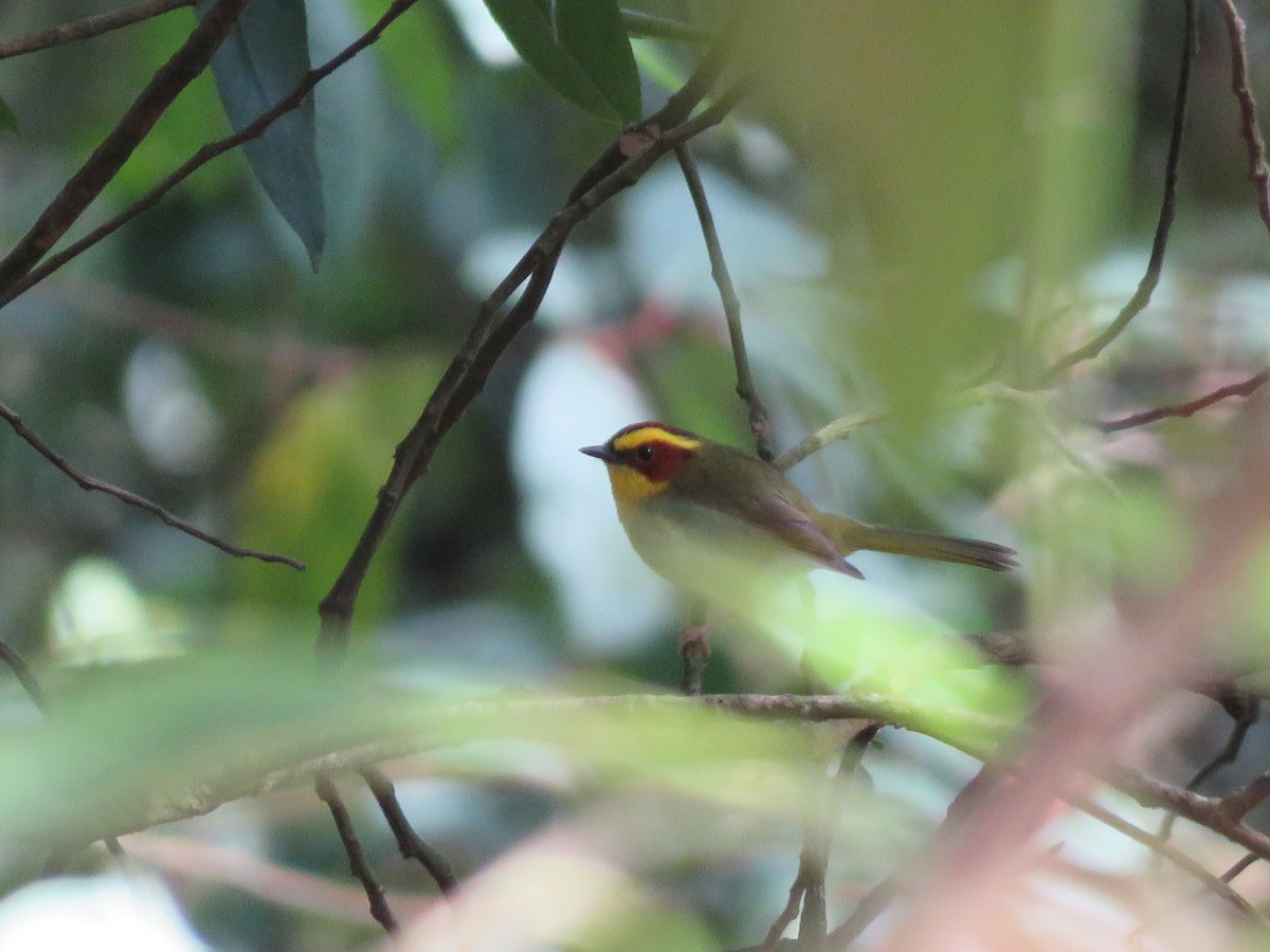 Golden-browed Warbler - ML637080356