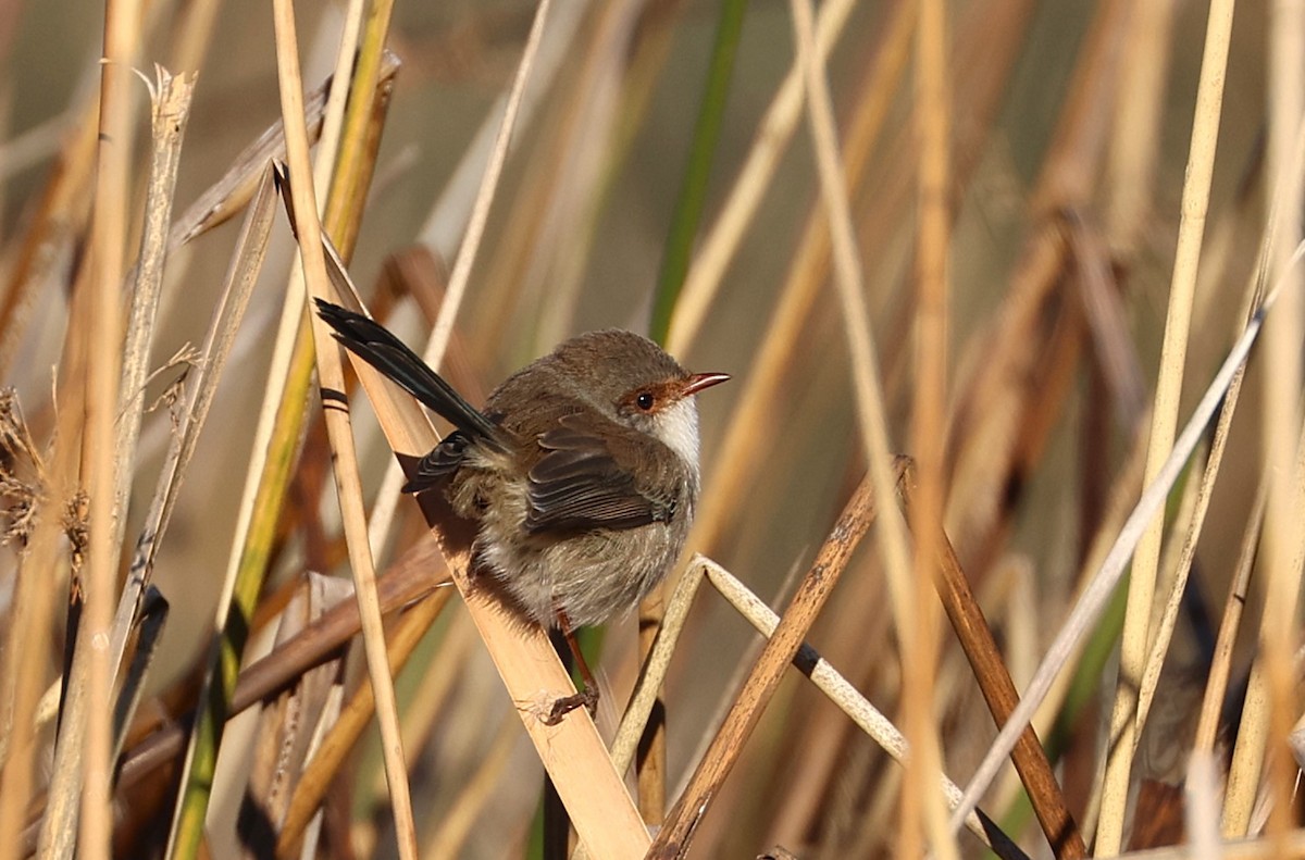 Superb Fairywren - ML637080461