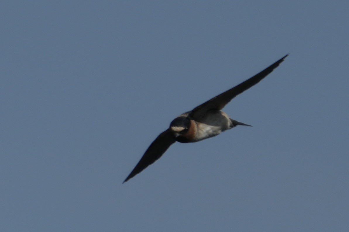 Cliff Swallow - ML637080495
