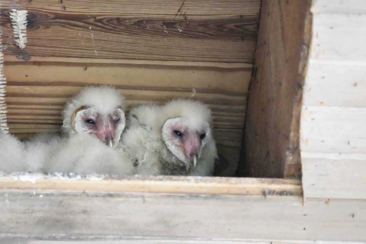 アメリカメンフクロウ - ML637080672