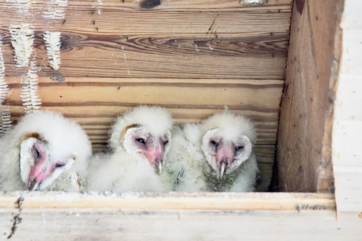 アメリカメンフクロウ - ML637080673