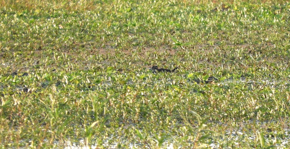 Masked Duck - ML637080707