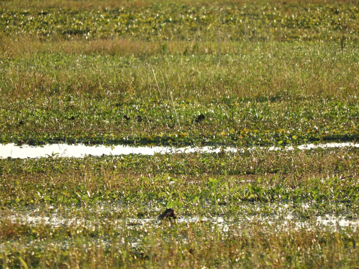 Masked Duck - ML637080708