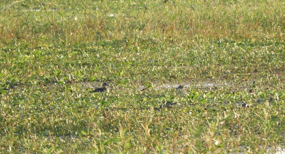 Masked Duck - ML637080709