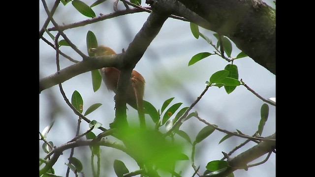 Squirrel Cuckoo (West Mexico) - ML637080719