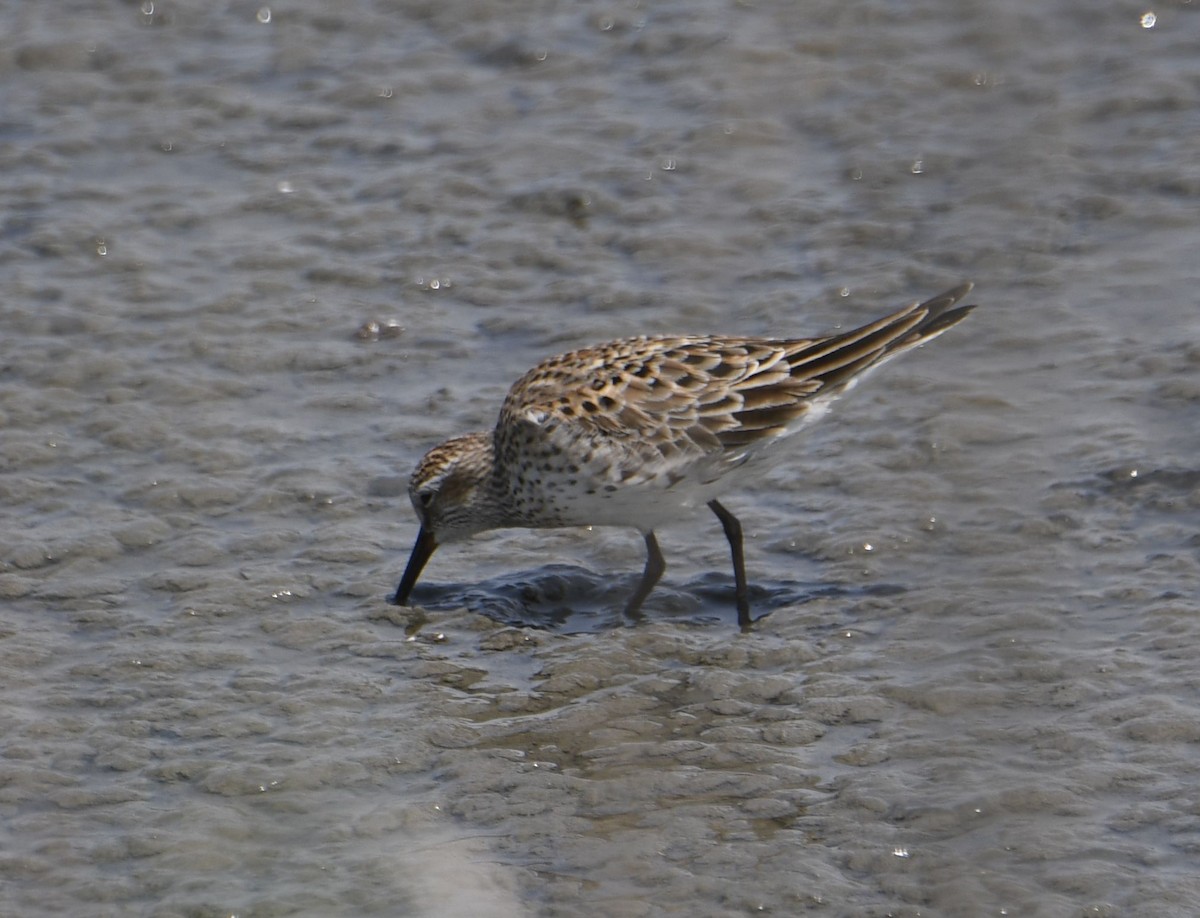 White-rumped Sandpiper - ML637080737