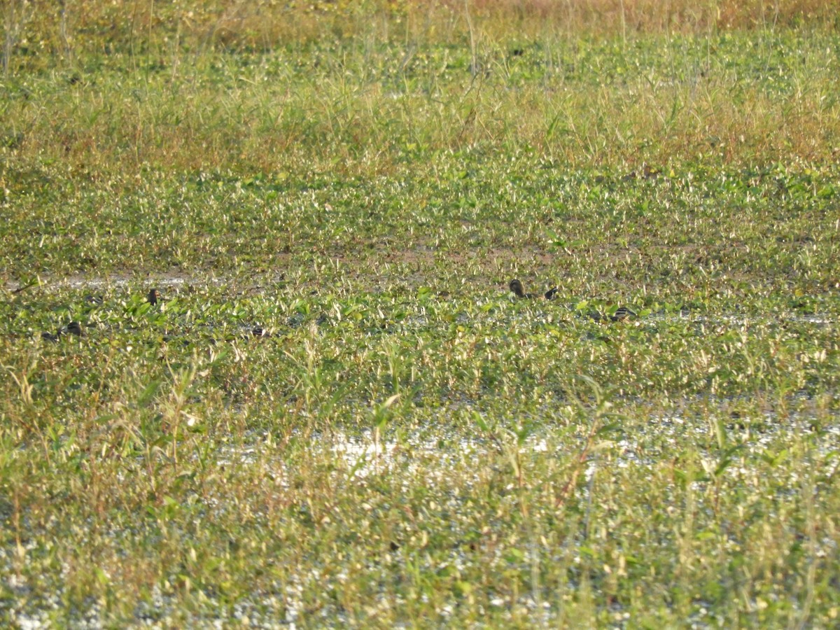 Masked Duck - ML637080740