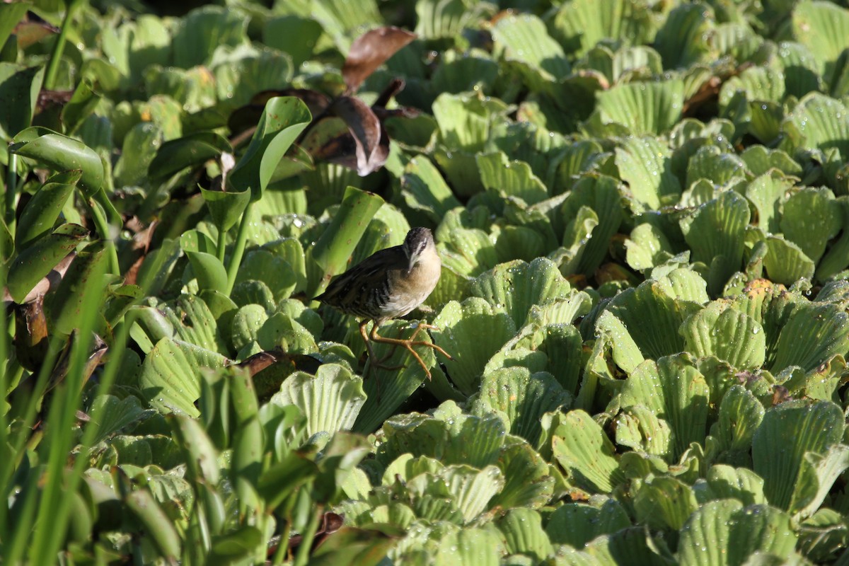Yellow-breasted Crake - ML637080937