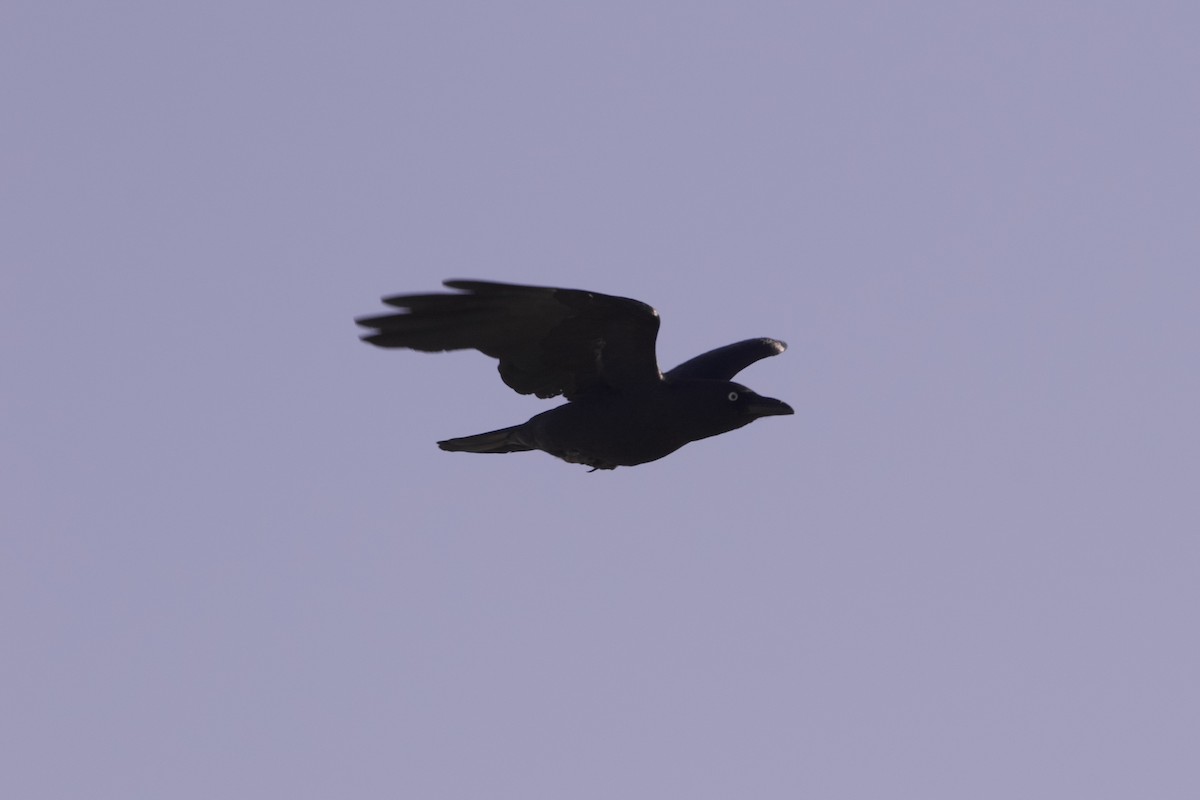 Little Crow - ML637081026