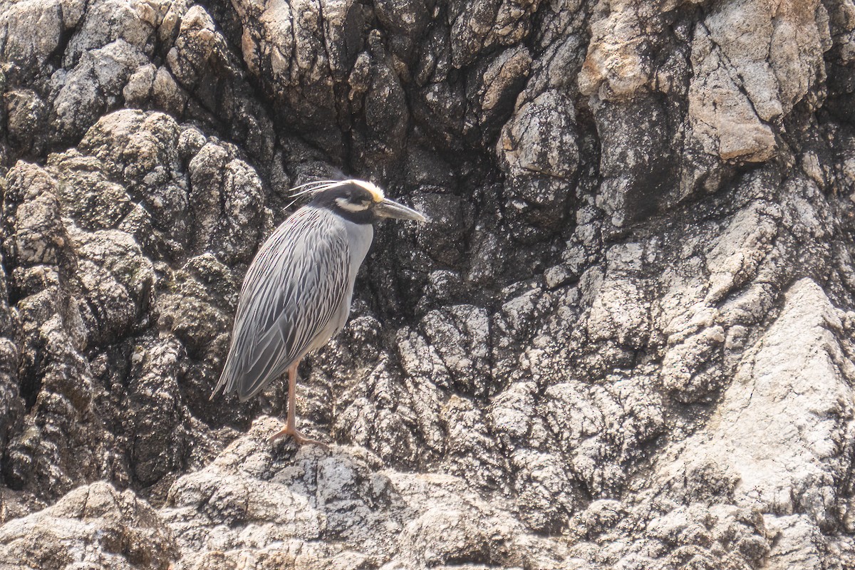 Yellow-crowned Night Heron - ML637081031