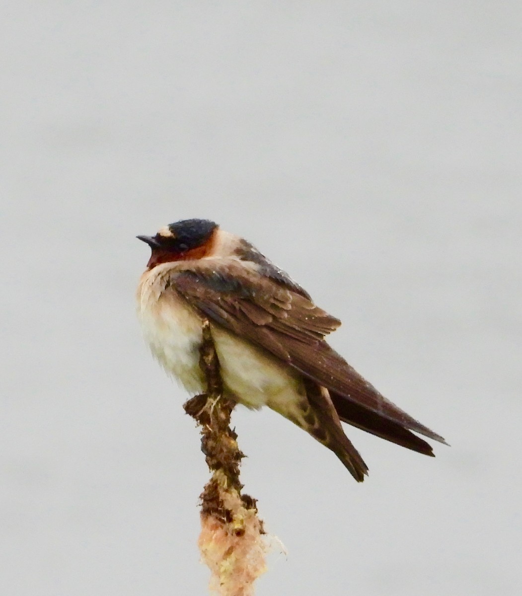 Cliff Swallow - ML637081050