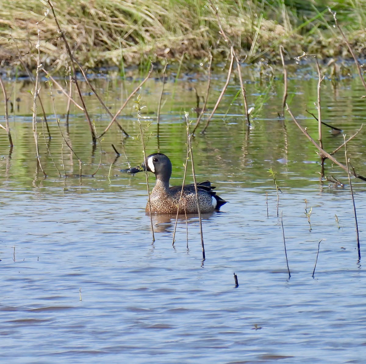 Blue-winged Teal - ML637081051